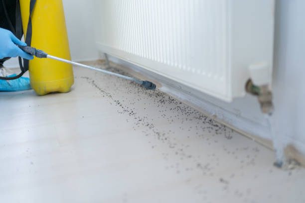 Best Insect Control  in Church Hill, TN